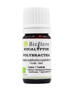 Eucalyptus à bractées multiples BIO, 5 ml